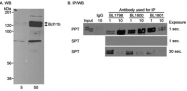 NB100-941 - Bcl-11B