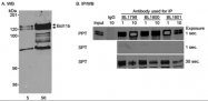 NB100-941 - Bcl-11B