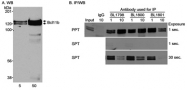 NB100-941 - Bcl-11B