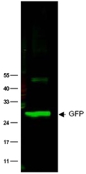 NB600-308 - GFP