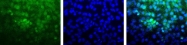 NB110-58358 - YAP1