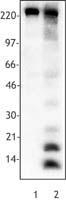 NB100-78428 - Acetylated Lysine