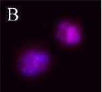 NB100-78566 - Aurora kinase B