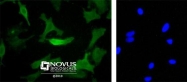 NB600-302 - c-Myc Epitope Tag (EQKLISEEDL)