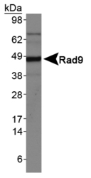 NB100-193 - RAD9A