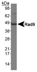 NB100-193 - RAD9A