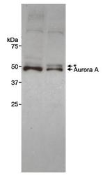 NB100-917 - Aurora kinase A