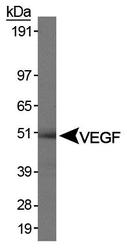NB100-648 - VEGF-A