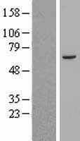 NBL1-07177 - ABCB8 Lysate
