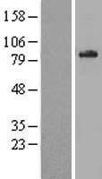 NBL1-07179 - ABCD1 Lysate