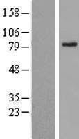 NBL1-07180 - ABCD2 Lysate