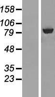 NBL1-07185 - ABCF3 Lysate