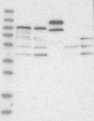 NBP1-83388 - ABCG8
