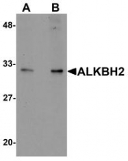 NBP1-76276 - ALKBH2 / ABH2