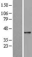 NBL1-07473 - ABH2 Lysate