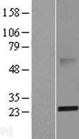 NBL1-07194 - ABHD14B Lysate