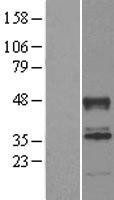 NBL1-07195 - ABHD2 Lysate