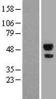 NBL1-07196 - ABHD2 Lysate
