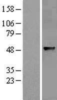 NBL1-07202 - ABHD8 Lysate