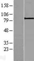 NBL1-07212 - ABP1 Lysate