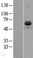 NBL1-07219 - ACAD9 Lysate