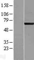 NBL1-07226 - ACBD3 Lysate
