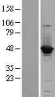 NBL1-07245 - ACOT1 Lysate