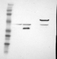 NBP1-83539 - ACOT4