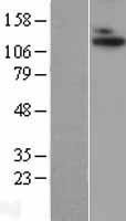 NBL1-07315 - ADAMTS10 Lysate