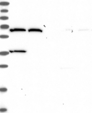 NBP1-93438 - ADAMTSL5