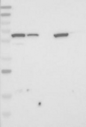 NBP1-90224 - EOGT / AER61