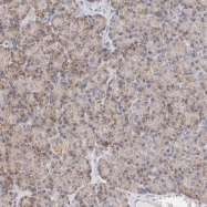 NBP1-90220 - MLLT4 / AF6 / Afadin