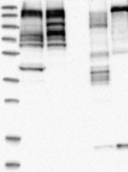 NBP1-90219 - MLLT4 / AF6 / Afadin