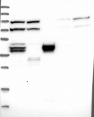 NBP1-83674 - TMEM195