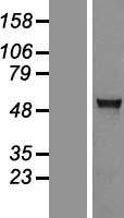 NBL1-07400 - AGXT2L1 Lysate