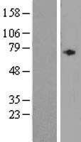 NBL1-07453 - ALDH1A3 Lysate