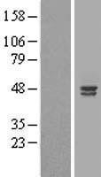 NBL1-07491 - ALS2CR4 Lysate