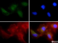 NBP1-07124 - AMBRA1