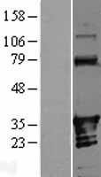 NBL1-07546 - ANKRD54 Lysate