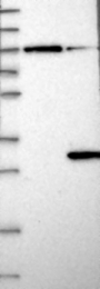 NBP1-90105 - DIRAS3
