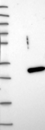 NBP1-90106 - DIRAS3