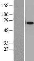 NBL1-07782 - ATAD3A Lysate