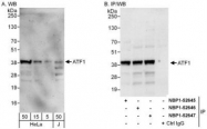NBP1-52647 - ATF1