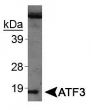 NBP1-02935 - ATF3