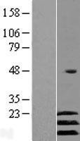 NBL1-07789 - ATF3 Lysate
