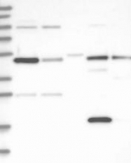 NBP1-89044 - Autophagin-2