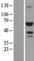 NBL1-07801 - ATIC Lysate