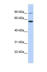 NBP1-59034 - Atlastin-3