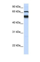 NBP1-59035 - Atlastin-3