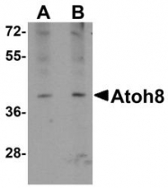 NBP1-77347 - ATOH8